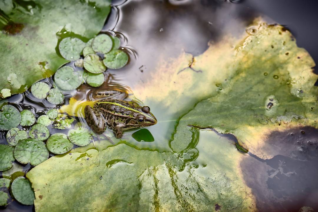 *Ribbit*

#Frog #Nature #Nishiawakura #Japan #Amphibian