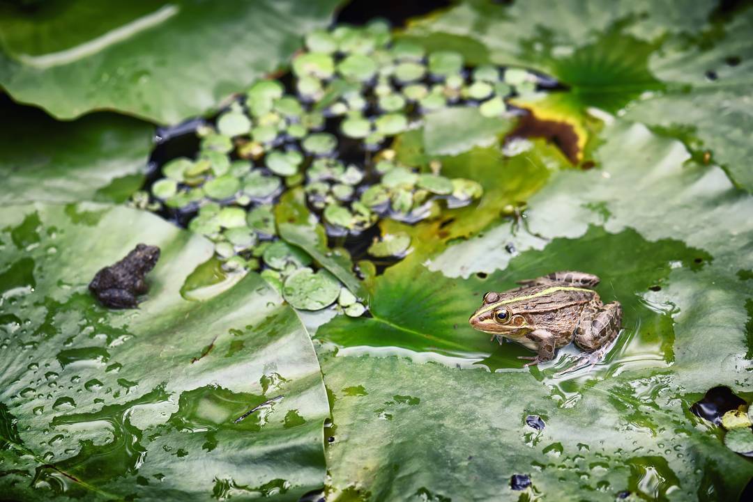 **Face-off** #Nature #Japan #Amphibian #Frog