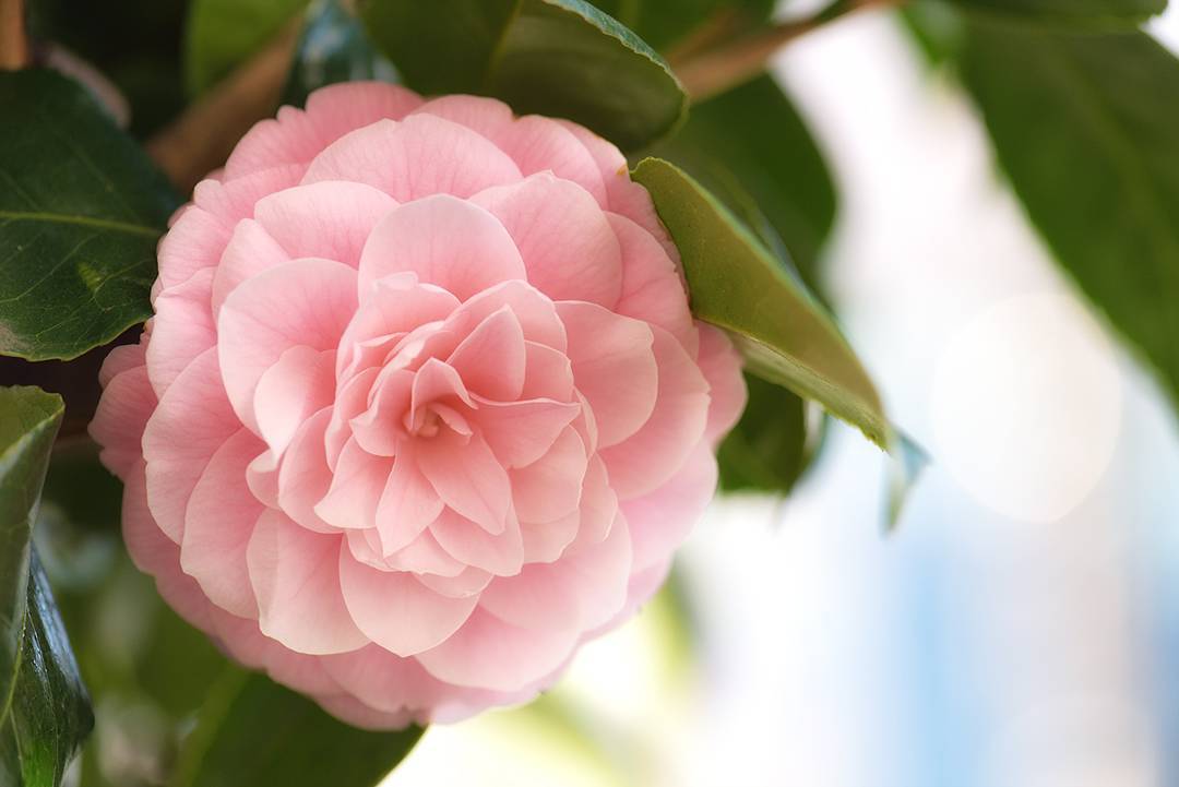 Have a good weekend everyone.

#Camellia #Flowers #Flora #Nature #Japan