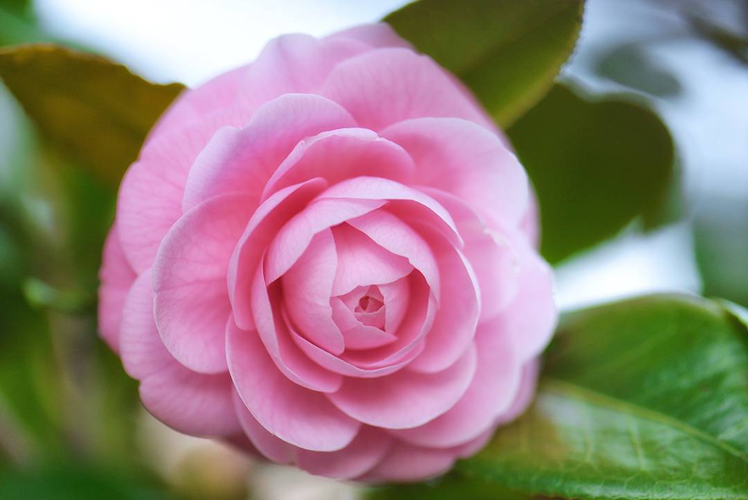 #Camellia , take 2.

#Flora #Flowers #Nature