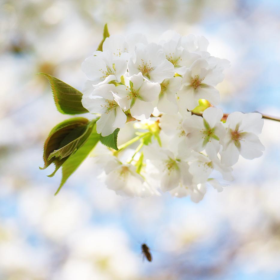 Busy 'lil #bee ....just like me. 
#Sakura #Tokyo #Japan #Flora #Flowers
