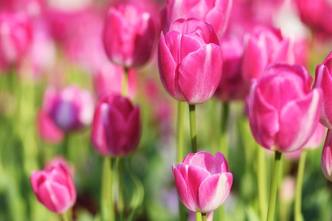#Tulips #Flora #Flowers #Tokyo #Japan