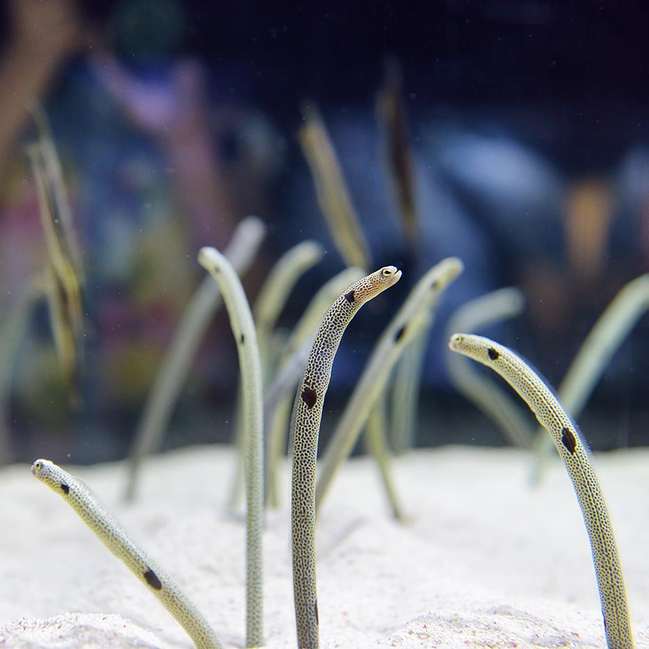 The spotted garden eel - Individually they're pretty cute, but when you see a bunch of them together, a little less so.. #SpottedGardenEel #Sealife #Japan #SumidaAquarium